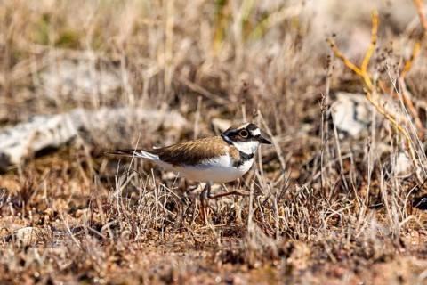 Little Ringed Plover (Thinornis dubius) walking among dry grass on the graund a sunny spring day
