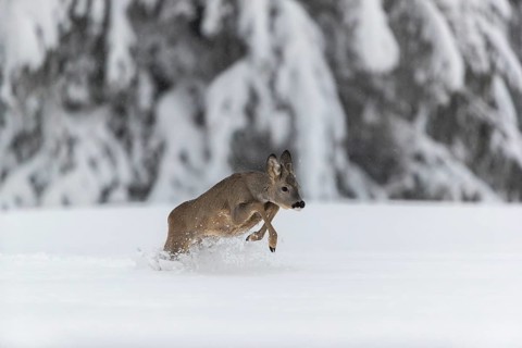 One young male Roe Deer, Roe buck (Capreolus capreolus), running through deep snow. Trees in the