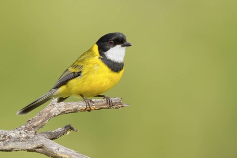 Australian Golden Whistler (Pachycephala pectoralis) male, Western Australia, Australia