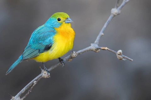 Orange-breasted Bunting (Passerina leclancherii) perched on a branch in Oaxaca, Mexico