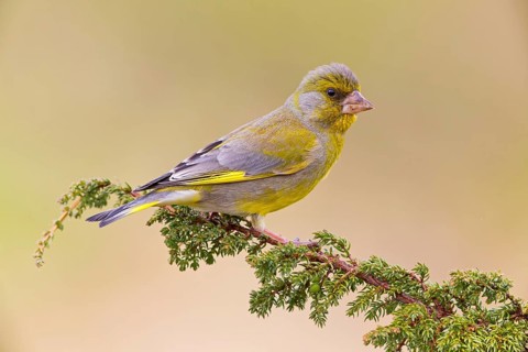 Grünfink, Grünling, Greenfinch, European Greenfinch, Western Greenfinch, Carduelis chloris, Chloris