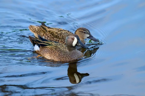 Two blue winged duck (Spatula discors), together on water, spring, Wakodahatchee Wetlands, Delray