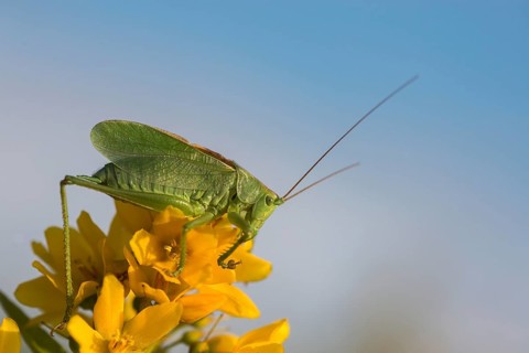 Grasshoppers, Tettigonia Cantans, Upland Green Bush Cricket, Chirping Hayhorse, Ensifera,