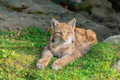 A young Eurasian lynx (Lynx lynx) rests in a meadow, and looks around