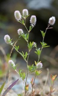 Fabaceae, hare clover, butterflies, trifolium arvense, flora, high size, vertical format, plants