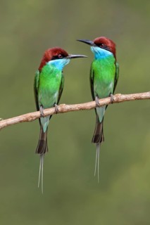 Blue-throated Bee-eater (Merops viridis) pair, Malaysia
