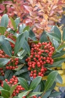 Skimmia (Skimmia japonica 'Pabella'), BS Sämann, Bautzen, Saxony, Germany