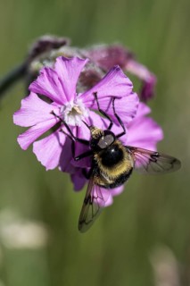 Red campion (Silene dioica) with bumblebee hawk-moth (Eristalis intricaria), Emsland, Lower Saxony,