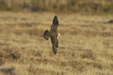 Parasitic Jaeger (Stercorarius parasiticus) flying, Manitoba, Canada