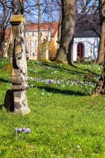 Crocuses (crocus) blooming between old gravestones, spring at the Trinitatisfriedhof Riesa, Saxony,