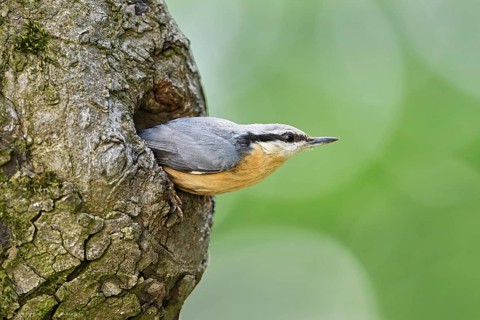 Nuthatch (Sitta europaea), looking out of its nesting cavity, Lake Neusiedl National Park,