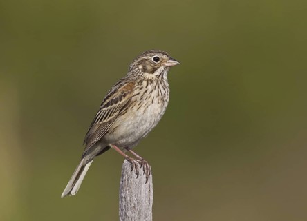 Vesper Sparrow (Pooecetes gramineus), Michigan, USA