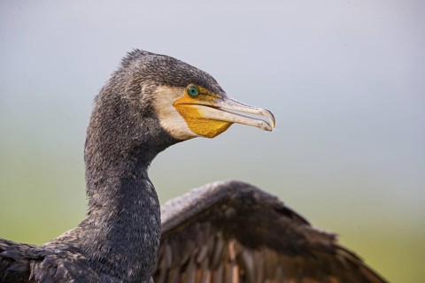 Cormorant (Phalacrocorax carbo) Germany