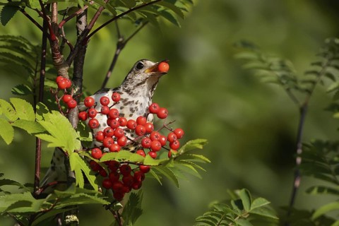 Mistle Thrush (Turdus viscivorus), Wirral, United Kingdom