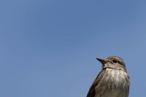 Spotted flycatcher (Muscicapa striata) adult bird head portrait, England, United Kingdom