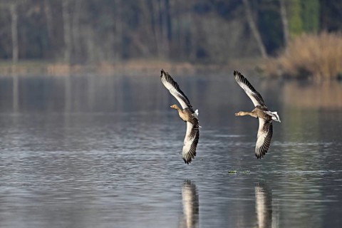 Two greylag geese (Anser anser) in flight over the water, Switzerland
