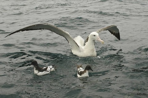 Wandering Albatross (Diomedea exulans), New Zealand
