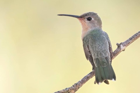 Buffy Hummingbird (Leucippus fallax) perched on a branch in Colombia, South America