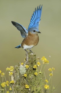 Eastern Bluebird (Sialia sialis), Texas, USA