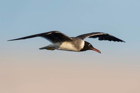 White-eyed Gull (Ichthyaetus leucophthalmus) flying, Eilat, Israel