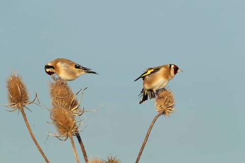 European goldfinch (Carduelis carduelis) two adult birds on a Teasel (Dipsacus fullonum) seed head,