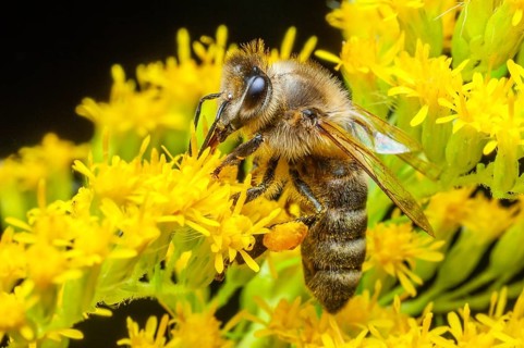 Honey bee (Apis mellifera) on a flower with pollen pellets attached to its hairs. Bas-Rhin,