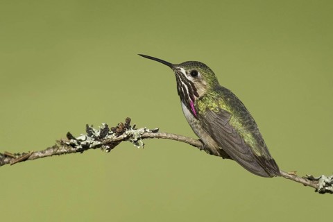 Calliope Hummingbird (Selasphorus calliope), Montana, USA