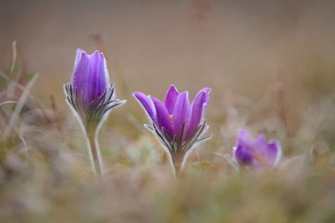 Pasque flower (Pulsatilla vulgaris), purple spring flowers in a meadow, Werbach, Tauber Valley,