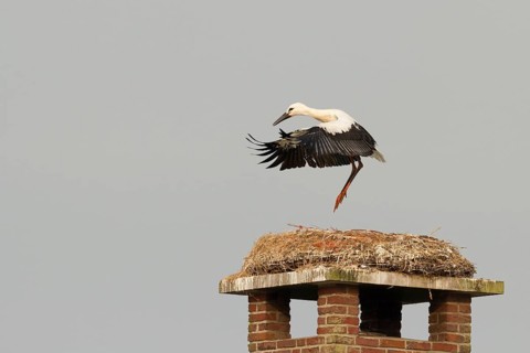 White Stork (Ciconia ciconia) juvenile trying to fly, Utrecht, Netherlands