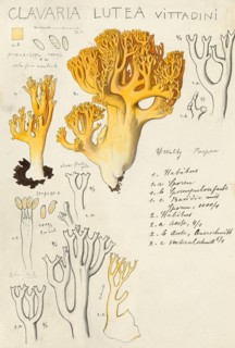 Mushroom, fungi, Clavaria lutea vittadini, coral mushroom, authentic reproduction of an