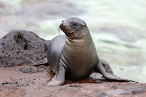 Sea lions (Zalophus wollebaeki), Galapagos, Ecuador