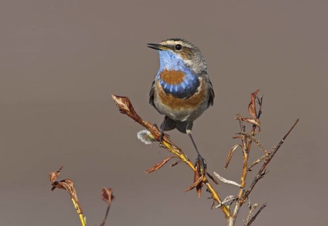 Bluethroat (Luscinia svecica svecica) male, Alaska, USA