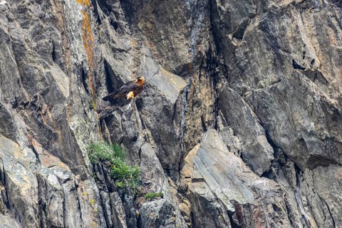 Bearded Vulture (Gypaetus barbatus) at the nest in the rock face, Italy
