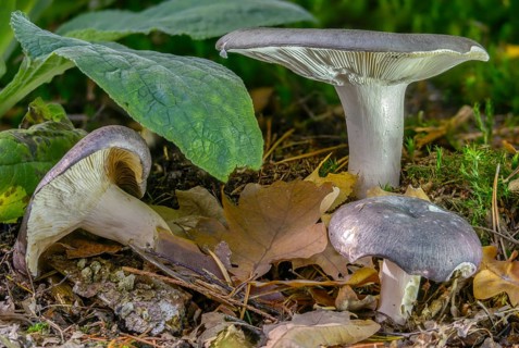 Bluefing, bluebird, bluebird, blueish dove, womanbird, green thief, purple-green dove, russula