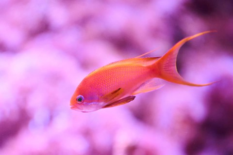 Sea goldie (Pseudanthias squamipinnis) in a aquarium, captive, Germany