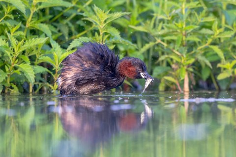 Little Grebe (Tachybaptus ruficollis) with fish prey in its beak, North Rhine-Westphalia, Germany