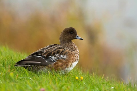Eurasian Wigeon (Mareca penelope) female, Texel, Netherlands