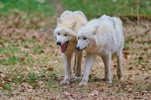 Two white wolves can be seen exploring the autumn foliage, Arctic wolf (Canis lupus arctos),