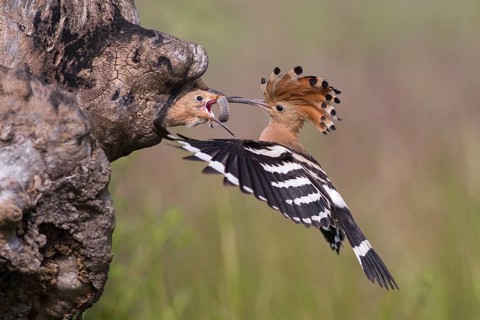 Eurasian Hoopoe (Upupa epops) feeding juveniles in nesting cavity, Subotica, Serbia