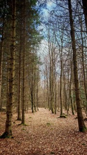 A bare forest trail in winter, surrounded by tall, slender trees and a covered cover of leaves,