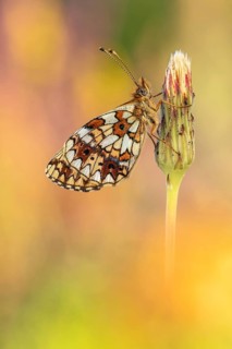 Small Pearl-bordered Fritillary (Boloria selene) butterfly on blossom, Bavaria, Germany