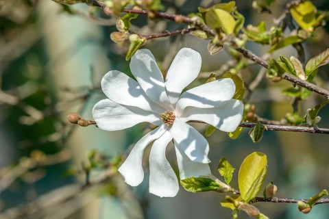 Löbner's magnolia (Magnolia × loebneri 'Merrill'), Wilhelma, Stuttgart, Baden-Württemberg, Germany