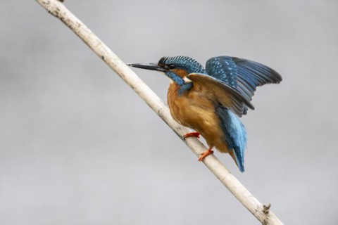 Common kingfisher (Alcedo atthis), Emsland, Lower Saxony, Germany