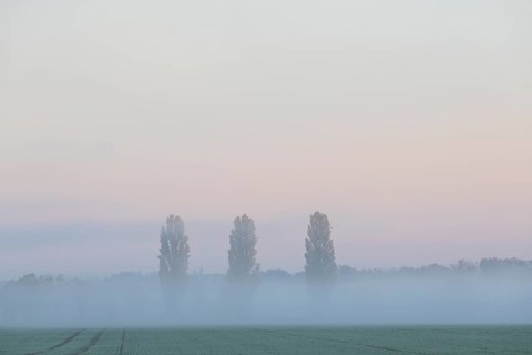 Poplars (Populus) at the edge of a field in autumn, morning fog in the Nassau, Weinböhla, Saxony,