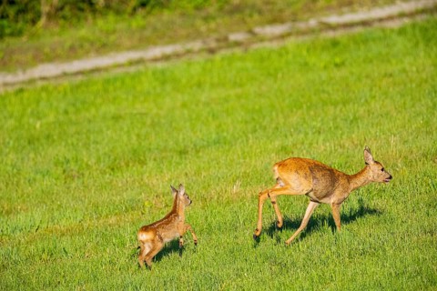 Roe deer (Capreolus capreolus) doe with fawn Germany