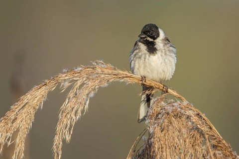 Common Reed Bunting (Emberiza schoeniclus) male, Baden-Wuerttemberg, Germany