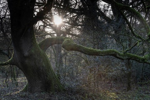 English oaks (Quercus robur) in the Hutewald forest, Emsland, Lower Saxony, Germany