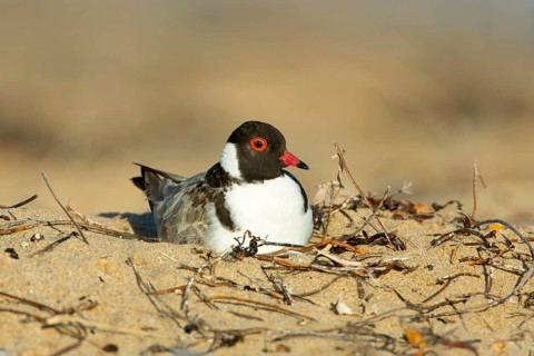 Hooded Dotterel (Thinornis cucullatus) incubating, Victoria, Australia