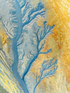 Abstract fractal showcasing vibrant organic patterns, resembling intricate tree branches. Vivid