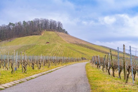 Narrow path leads through the vineyards up a hill under a cloudy sky, Großbottwar, Landkreis